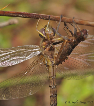 Neurocordulia virginiensis, emergence